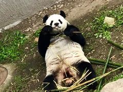 -沈阳森林动物园