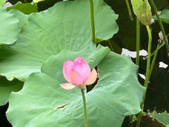-荔湾湖公园