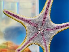 -上海海洋水族馆