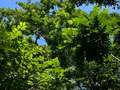 -深圳仙湖植物园