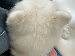 -怪兽屋·羊驼·猫咖·狗咖(俊华广场店)