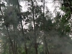 -南宁良凤江国家森林公园