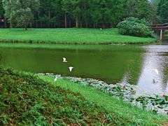 -黄海国家森林公园