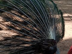 -昆明动物园