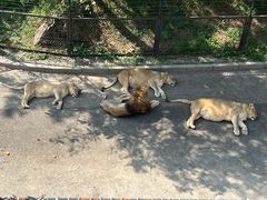 -大连森林动物园