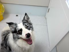 -达爱动物医院·犬猫分区·CT·复杂眼科(远洋山水分院)