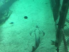 -悉尼海洋生物水族馆