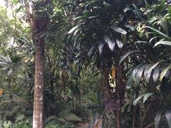 -广西壮族自治区药用植物园