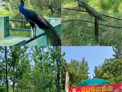 -北京麋鹿生态实验中心