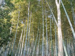 -上海佘山国家森林公园天马山园