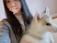 -Husky Go! 哈士奇体验馆·宠物咖啡厅狗咖