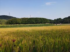 -八卦田遗址公园