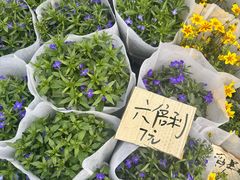 -龙大花卉苗木市场