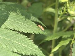 -北京西山国家森林公园