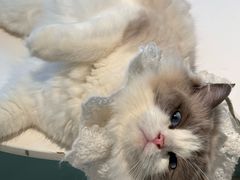-怪兽屋·羊驼·猫咖·狗咖(俊华广场店)