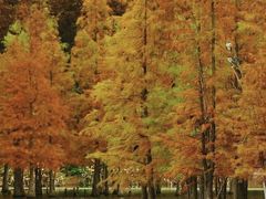 -白鹭湾湿地公园