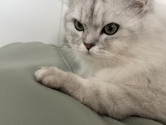 -FAELING PETS美天灵宠物(富力广场店)