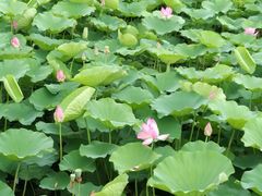 -羊亭河湿地公园