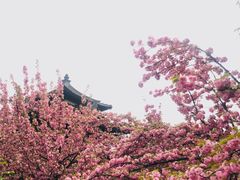 -西安青龙寺遗址景区
