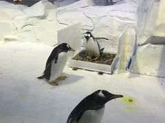 -芜湖新华联大白鲸海洋公园