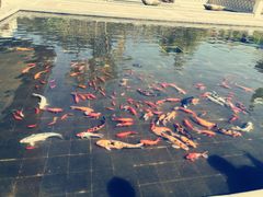 -西双版纳融创皇冠假日度假酒店