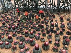 -深圳仙湖植物园-停车场