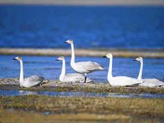 -野鸭湖国家湿地公园