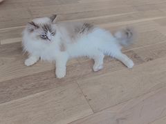 -CAT’S MEWSTAR CAFE·喵星球猫屋(晴湾咖啡店)