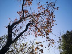 -老张烤羊(王哥庄店)