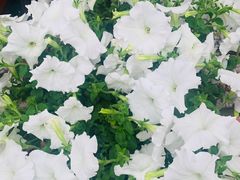 -秦美花卉(天朗·莱茵小城2期店)