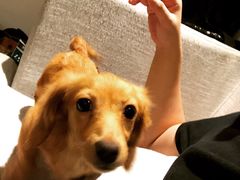 -翊宠yipet猫狗购宠庄园犬舍•猫舍