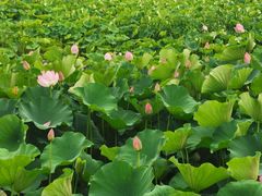 -荷塘月色湿地公园·向阳花洲