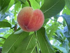 -老袁家蜜桃农场·阳山水蜜桃