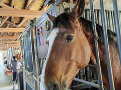 -北京群众马术培训基地