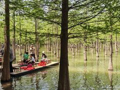 -泗洪洪泽湖湿地景区