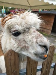 -萌宠亲子动物乐园(槐房万达店)