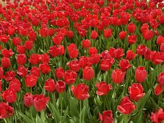 -洛阳郁金香牡丹园