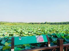 -荷塘月色湿地公园·向阳花洲