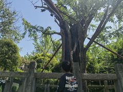 -上海佘山国家森林公园天马山园