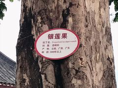 -广东圆玄道观