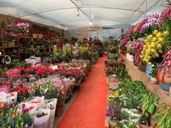 -龙大花卉苗木市场