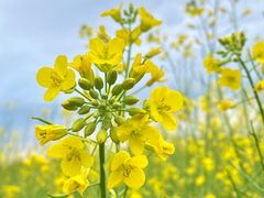 -光明小镇欢乐田园