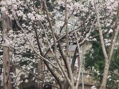 -武汉大学-樱园