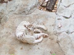 -麒麟中餐厅·经典粤菜·地道菜式老字号(广州长隆酒店)