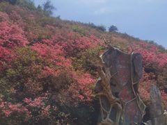 -木兰云雾山
