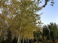 -森林公园(尖草坪区)