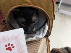 -御宝贝24h宠物医院·转诊中心·CT核磁血透中心(厦门总院)