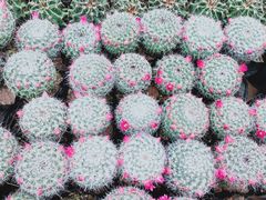 -秦美花卉(天朗·莱茵小城2期店)