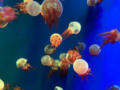 -成都浩海立方海洋公园