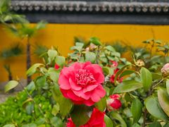 -西园戒幢律寺